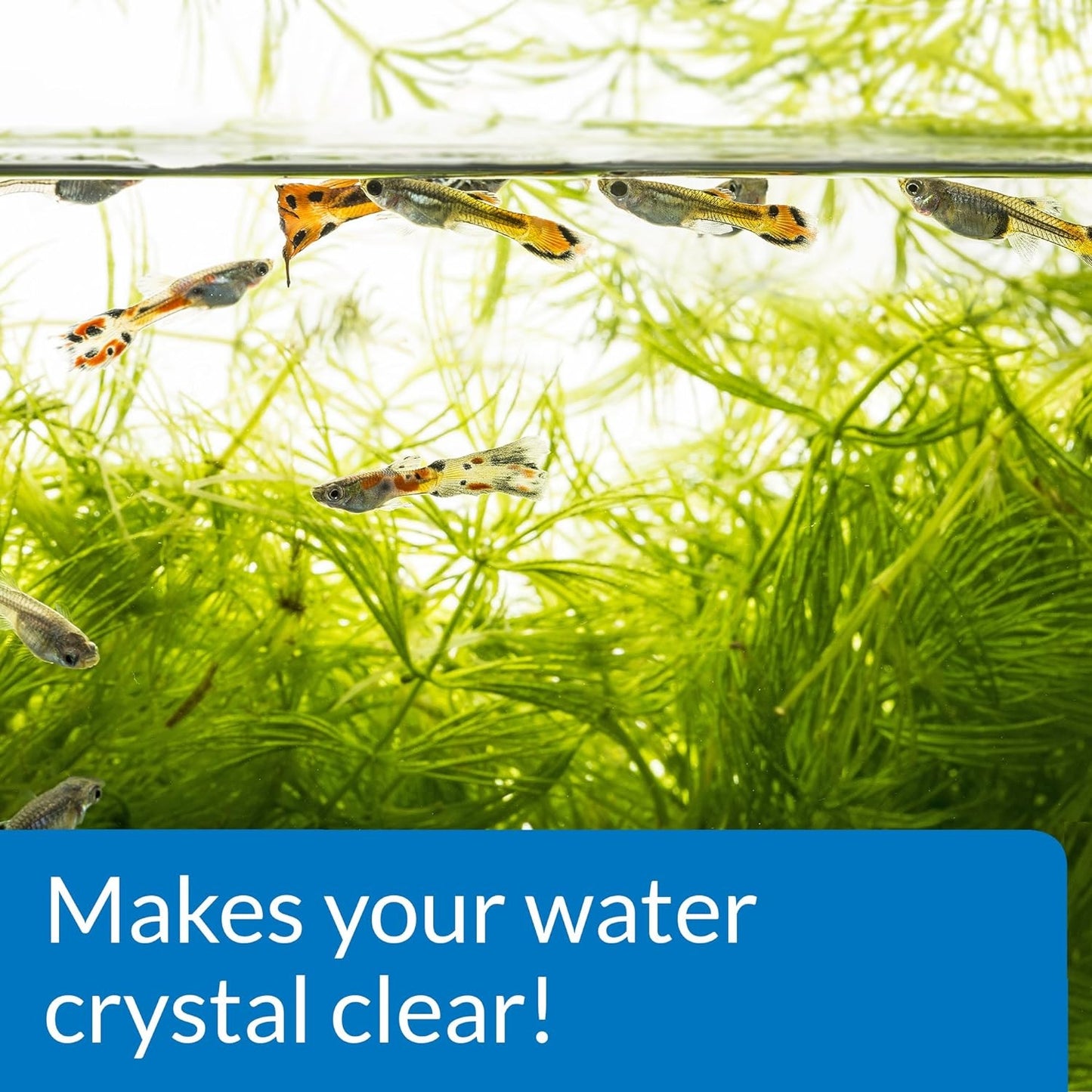 API Accu-Clear (Clears Cloudy Aquarium Water)