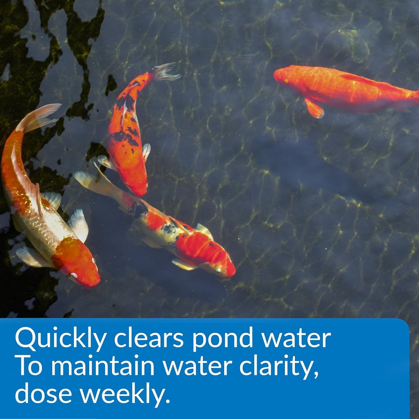 API Accu-clear Pond 16 oz (Quickly Clears Pond Water)