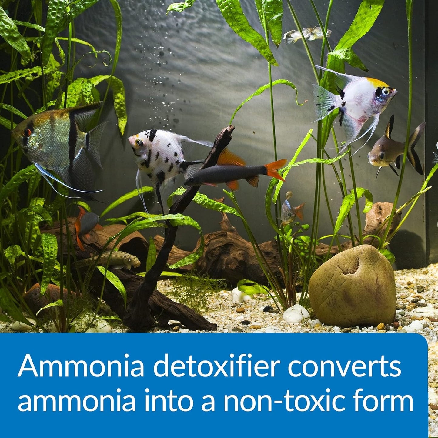 API Ammo Lock (Detoxifies Aquarium Ammonia)