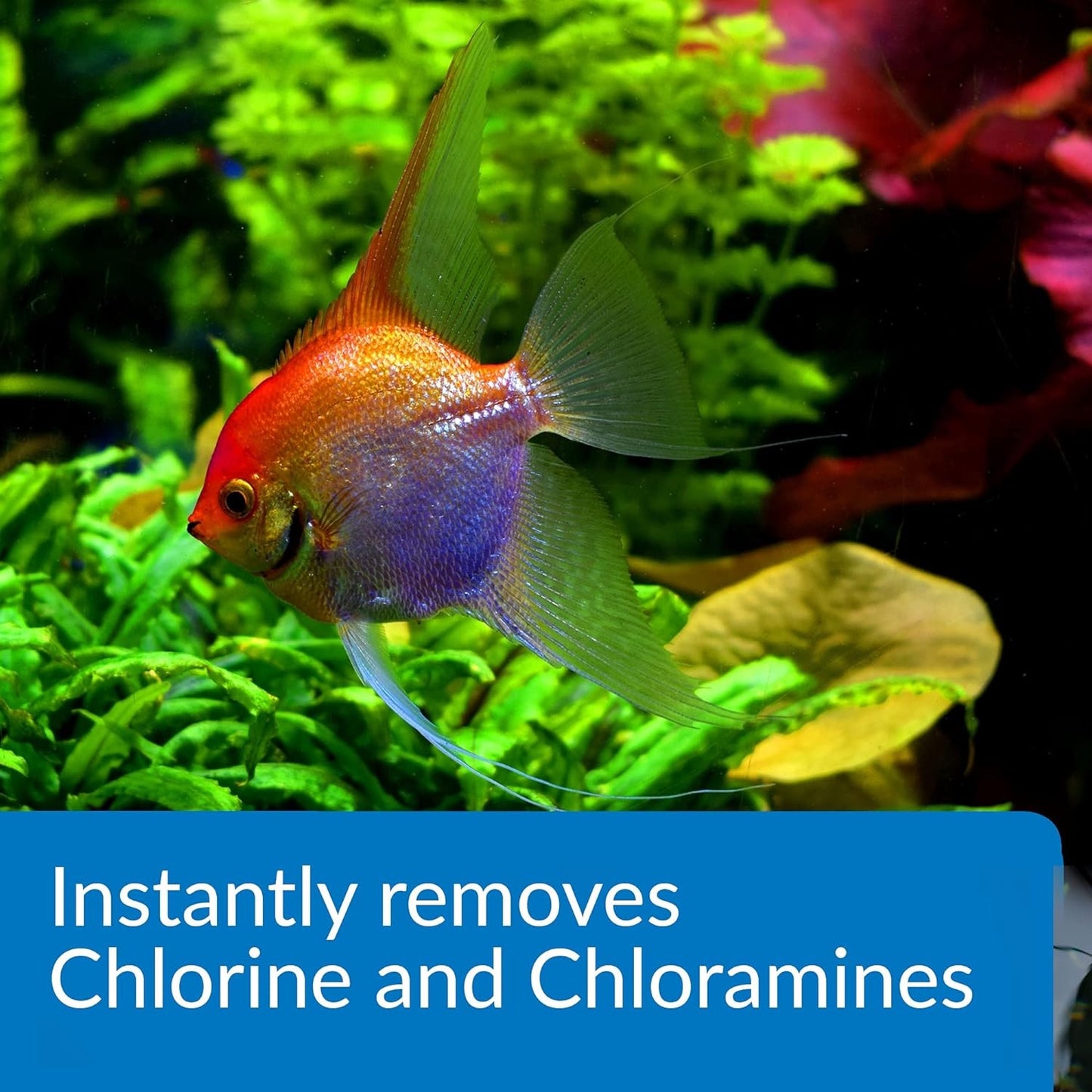 API Ammo Lock (Detoxifies Aquarium Ammonia)
