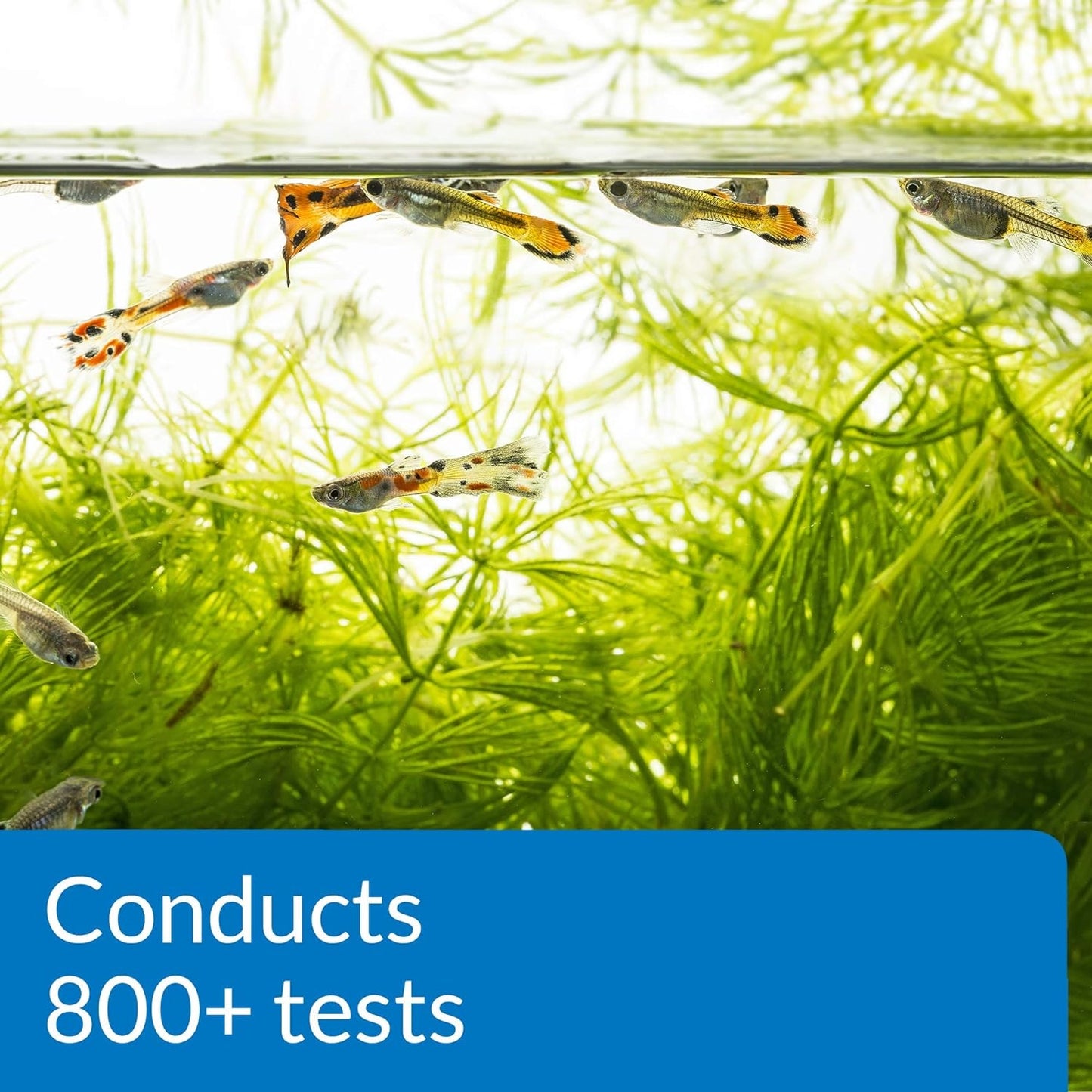 API Freshwater Master Test Kit (800Tests)