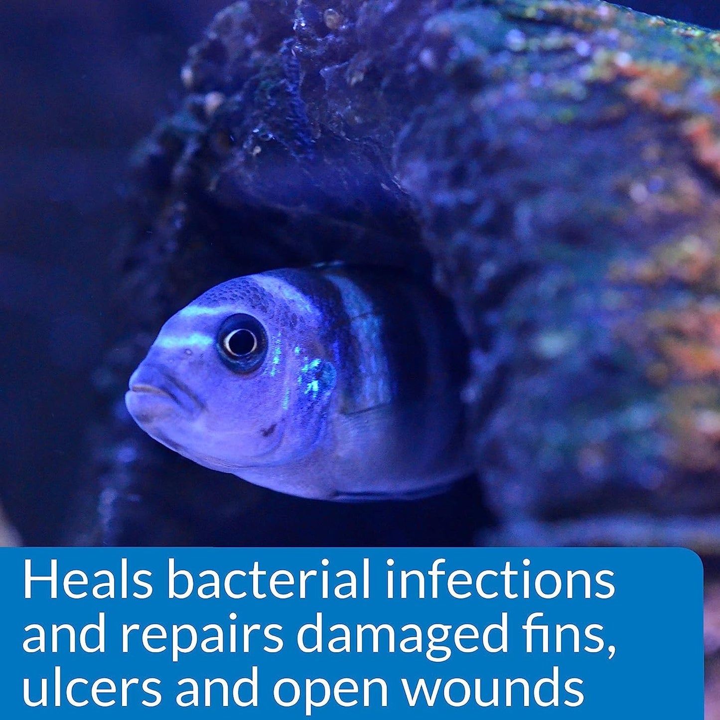 API Melafix (treats Bacterial Fish Infection)