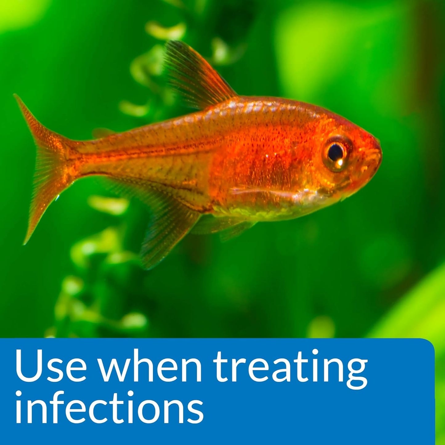 API Pimafix (Treats Fungal Infections)
