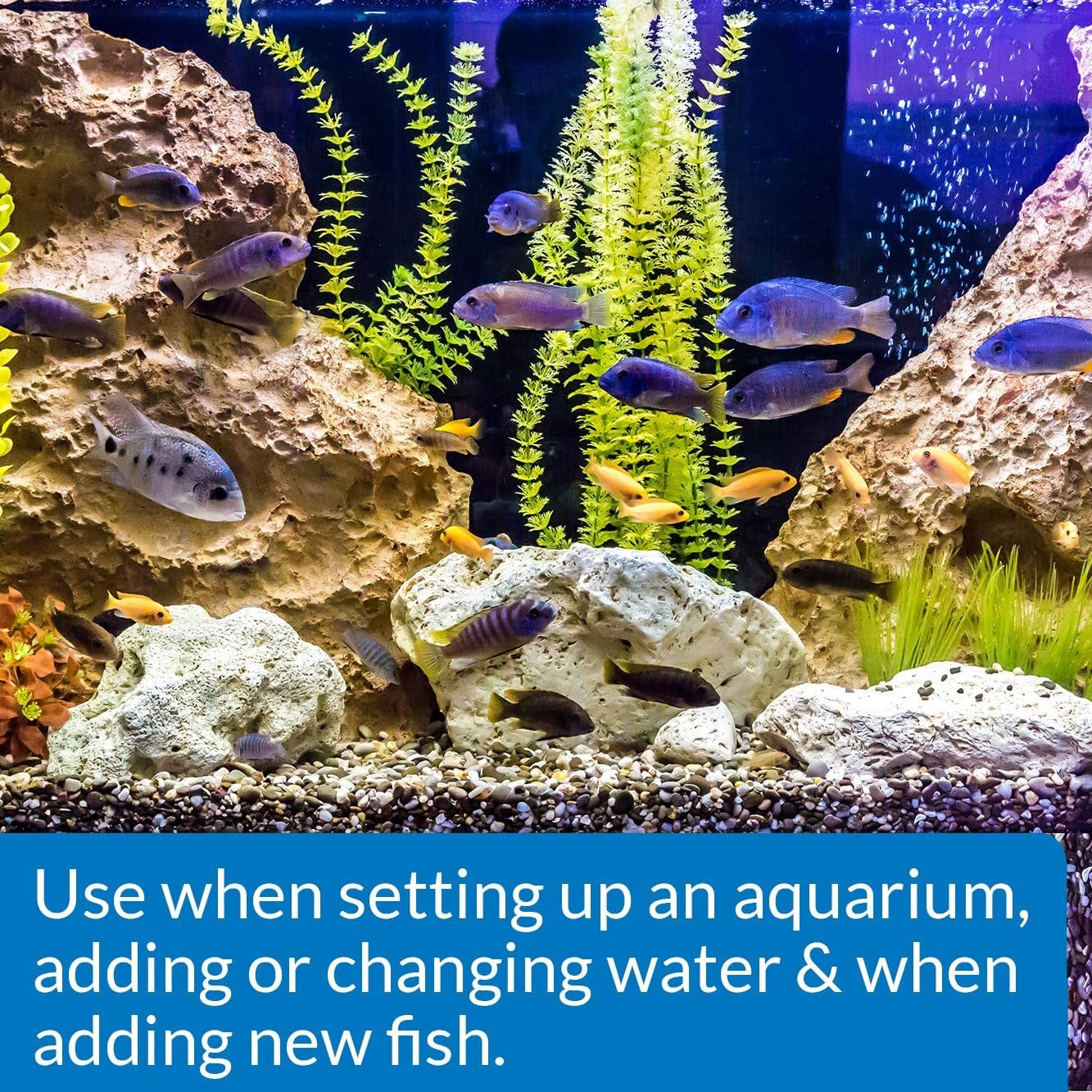 API Quick Start (Immediately Starts Aquarium Cycle)