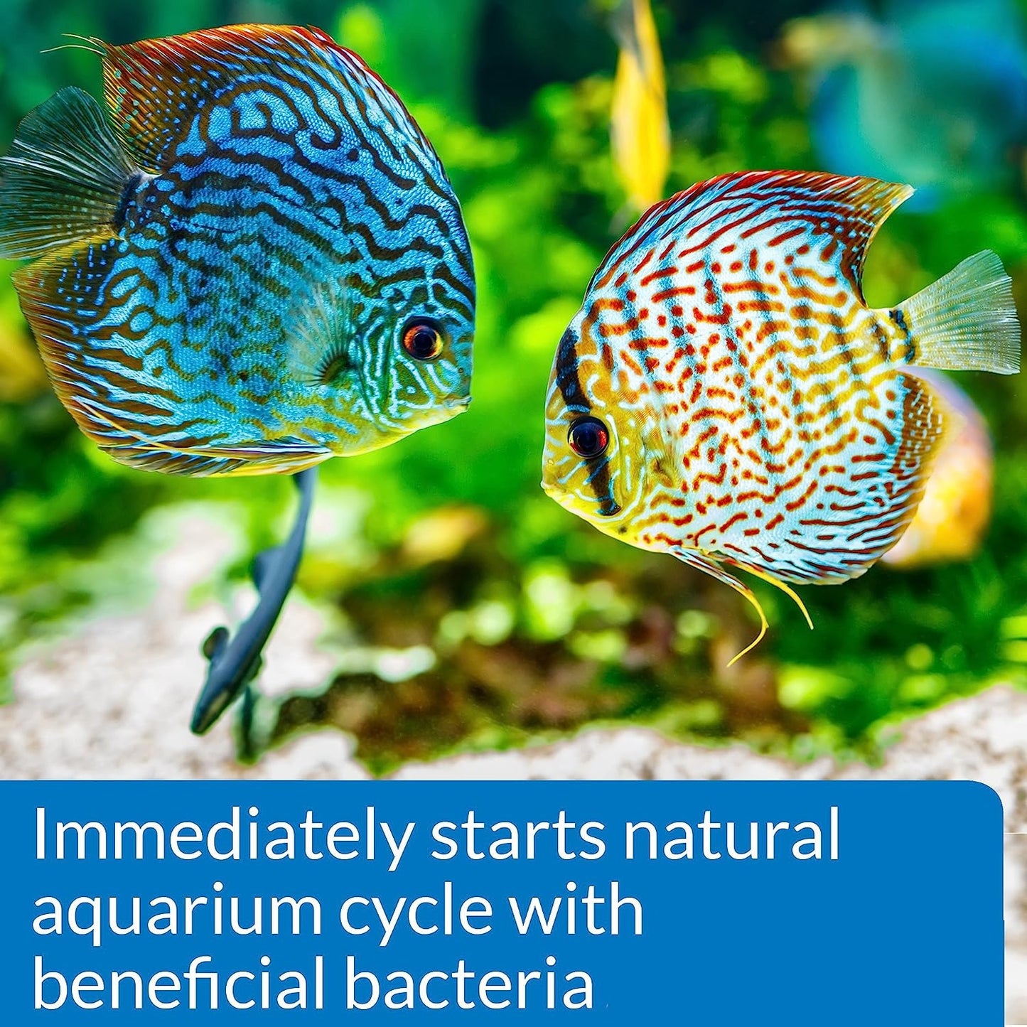API Quick Start (Immediately Starts Aquarium Cycle)