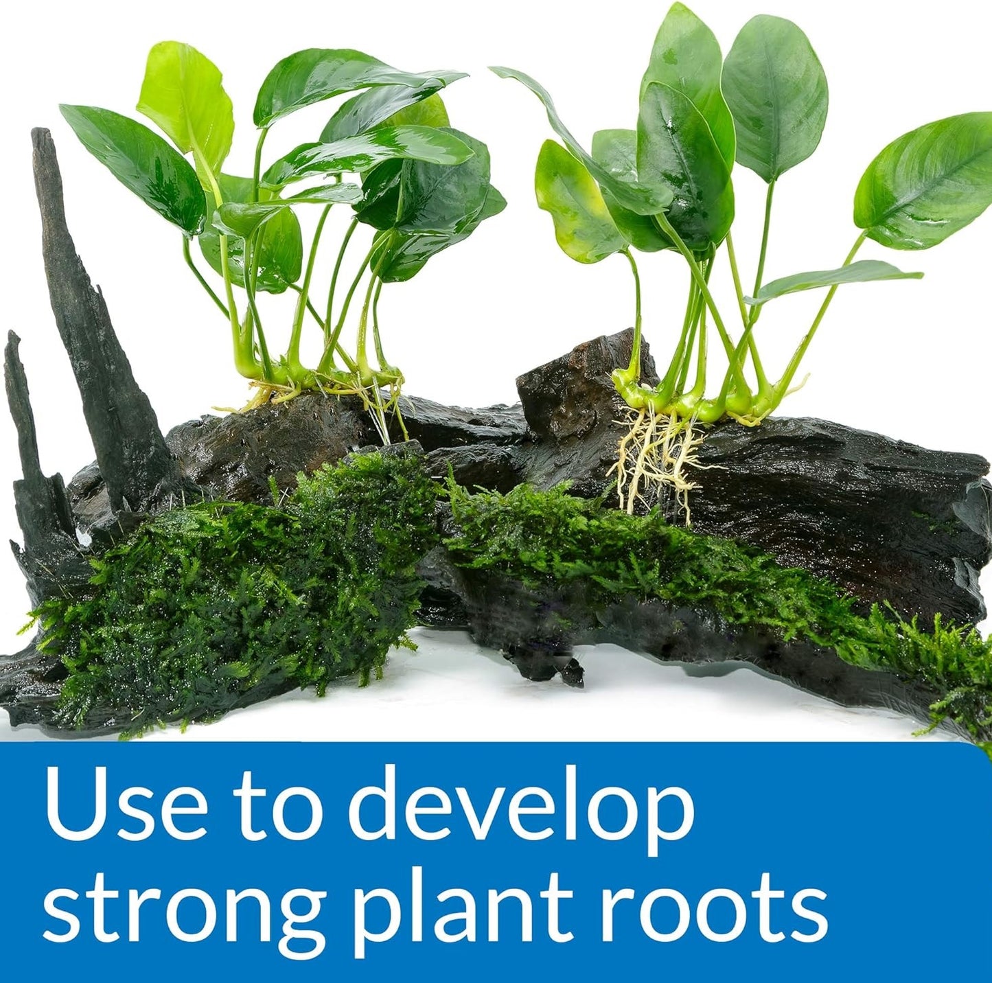 API Root Tabs (10 tablets)
