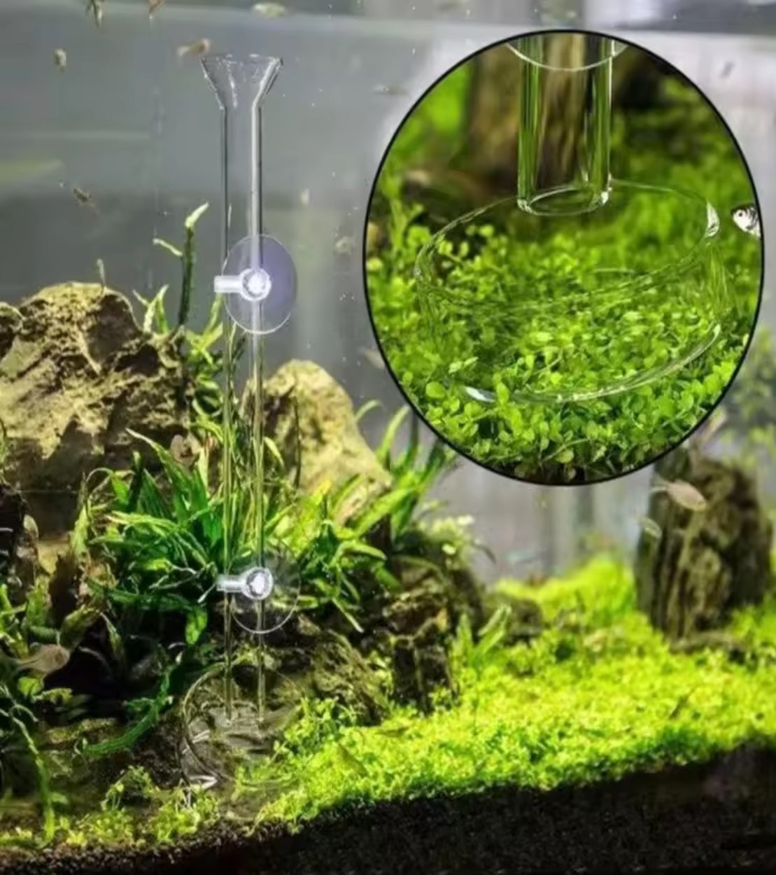 Aquarium Shrimp Feeder Tube with Dish