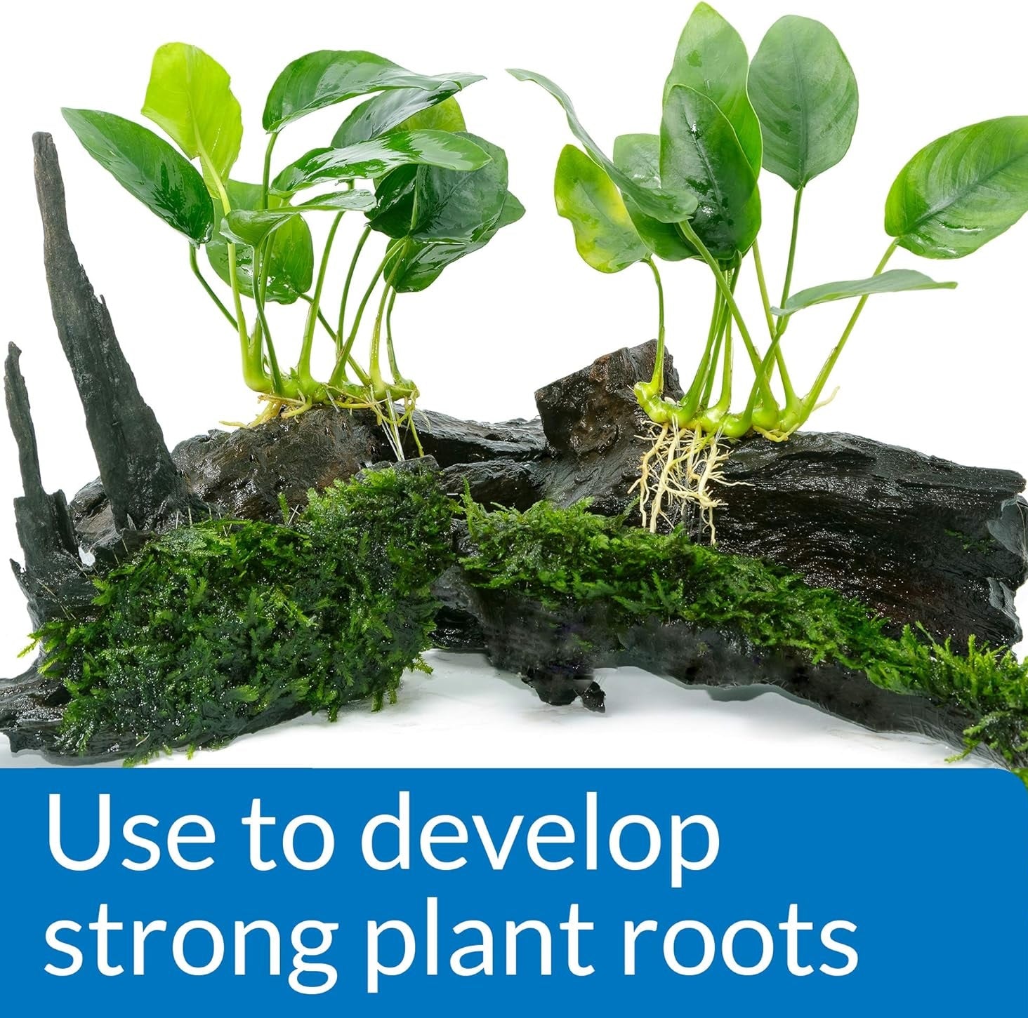 API Root Tabs (10 tablets) – Let’s Discus